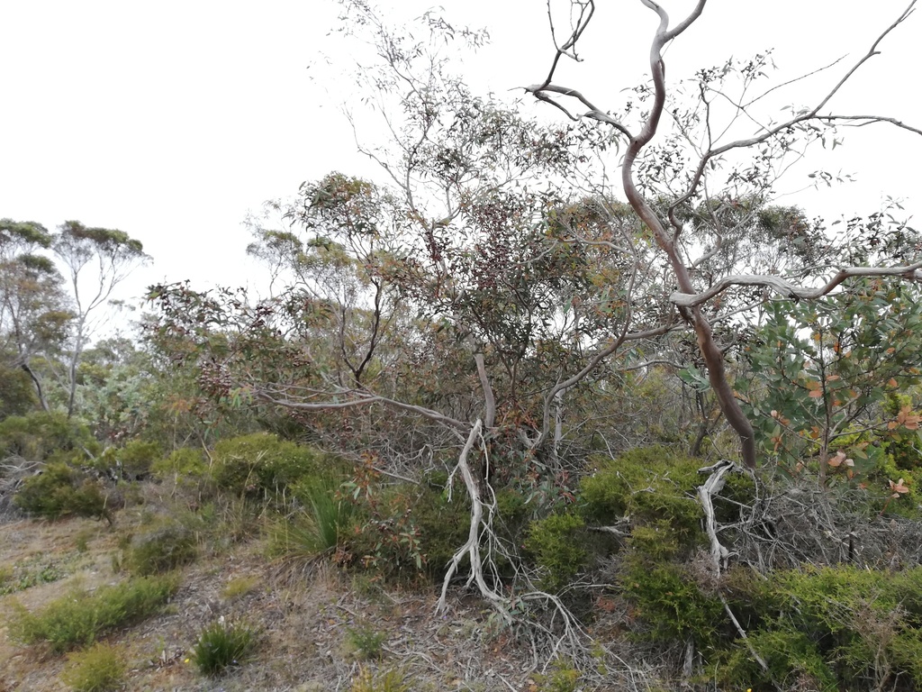 Eucalyptus kalganensis 2