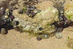 Austrocochlea constricta