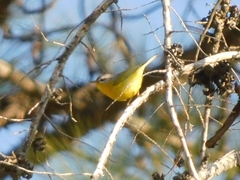 Phylloscopus xanthoschistos