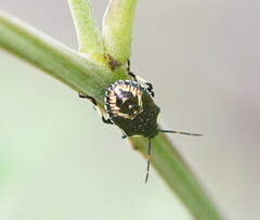 Oechalia schellenbergii