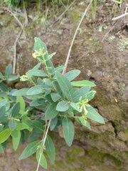 Wikstroemia