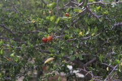 Sarcomphalus amole