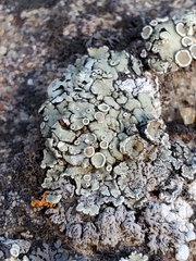 Rhizoplaca chrysoleuca