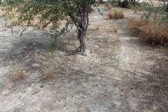 Sarcomphalus amole