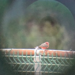 Pyrocephalus rubinus