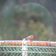 Pyrocephalus rubinus