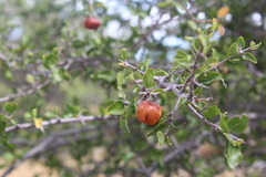 Sarcomphalus amole