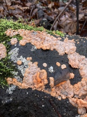 Phlebia radiata