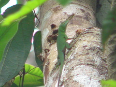 Anolis phyllorhinus