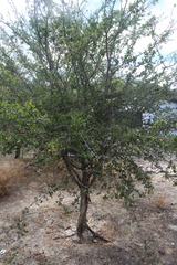 Sarcomphalus amole