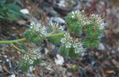 Phacelia imbricata imbricata