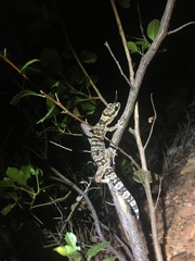Oedura cincta