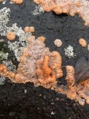 Phlebia radiata