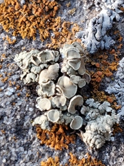 Rhizoplaca chrysoleuca