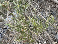 Melaleuca paludicola