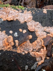 Phlebia radiata