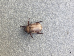 Anoplognathus concolor