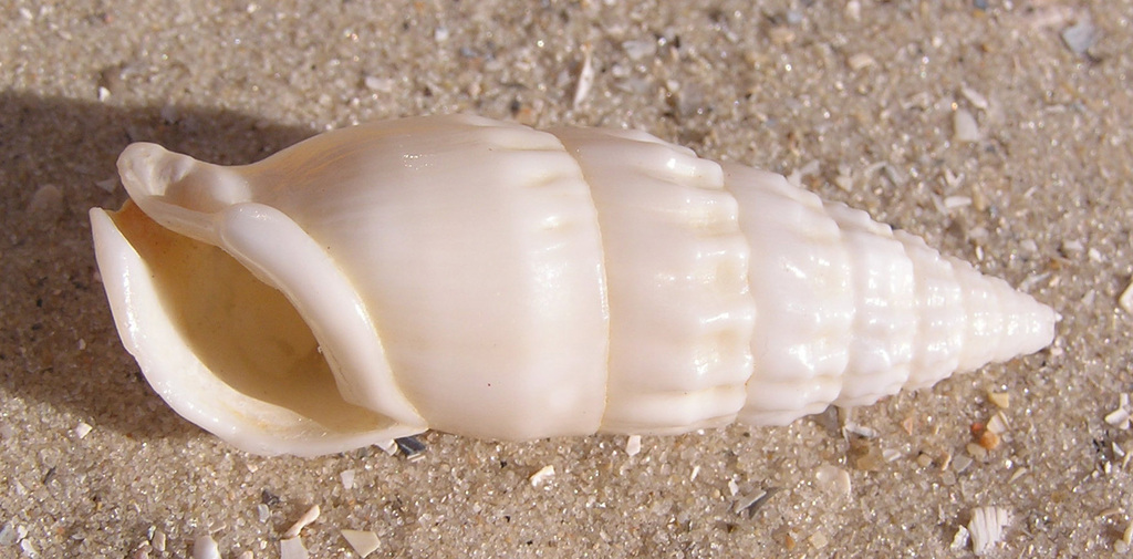 Rhinoclavis vertagus