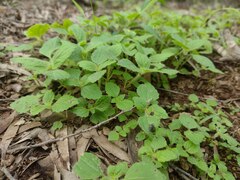 Ageratum conyzoides