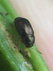 Diachus auratus