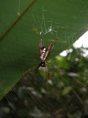 Micrathena coca