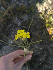 Erysimum flavum