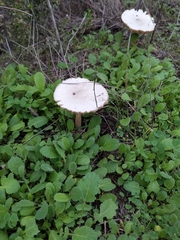 Volvopluteus gloiocephalus