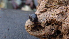 Littorina sitkana