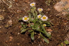 Erigeron nivalis