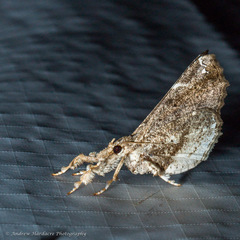 Masca abactalis