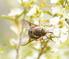 Scaptia