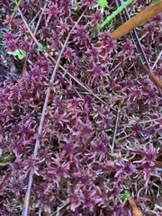 Sphagnum rubellum