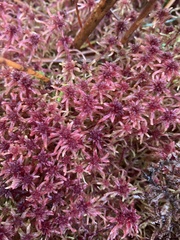 Sphagnum rubellum