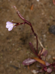 Lobelia anceps
