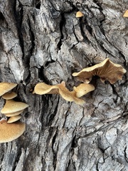 Crepidotus mollis