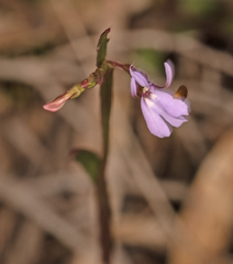Lobelia anceps
