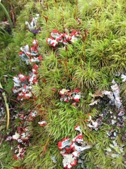 Cladonia bellidiflora