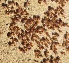 Tenuirostritermes