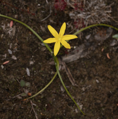Hypoxis hygrometrica