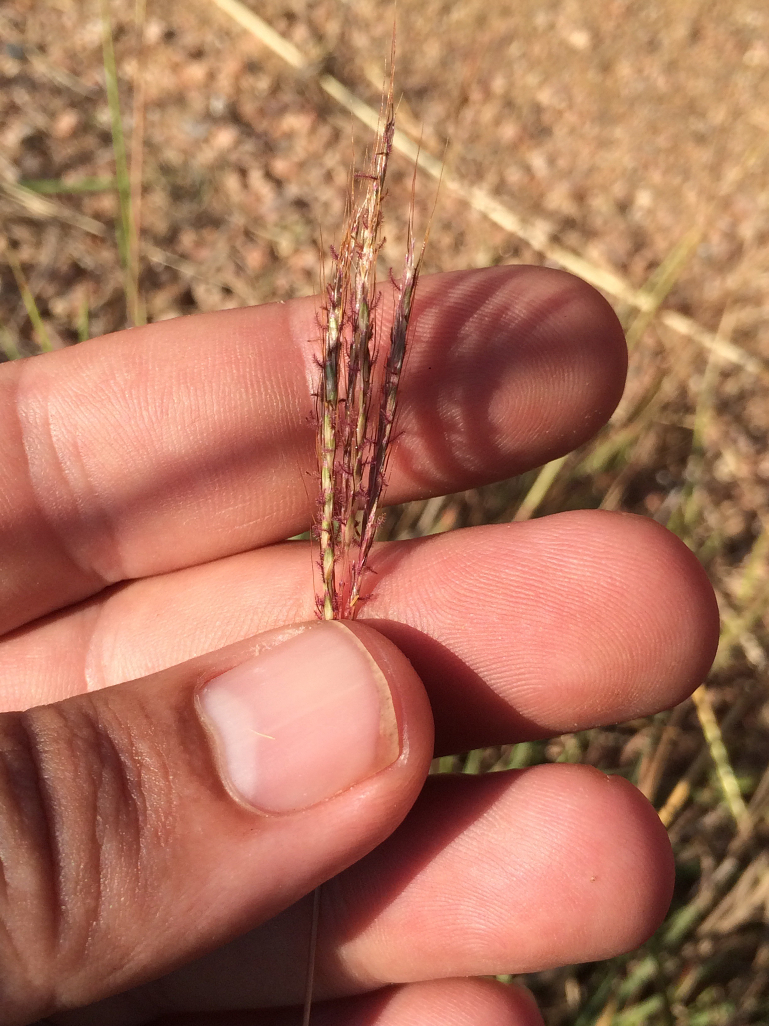 Bothriochloa ischaemum var. ischaemum
