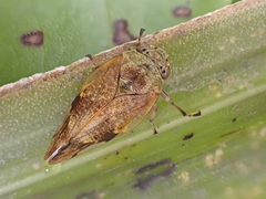 Pseudaphronella jactator