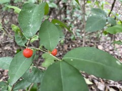 Malpighia glabra