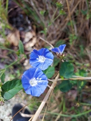 Jacquemontia pentanthos