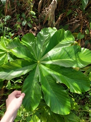 Cecropia schreberiana