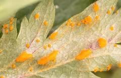 Phragmidium potentillae