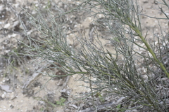 Parkinsonia texana texana