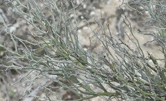 Parkinsonia texana texana