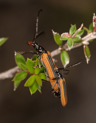 Stenoderus suturalis