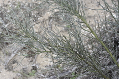 Parkinsonia texana texana