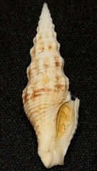 Funa jeffreysii